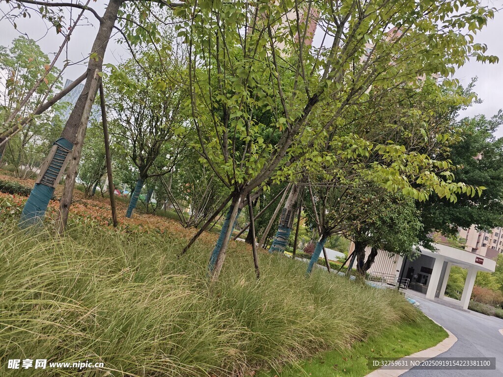 林间小道旁的绿植景观