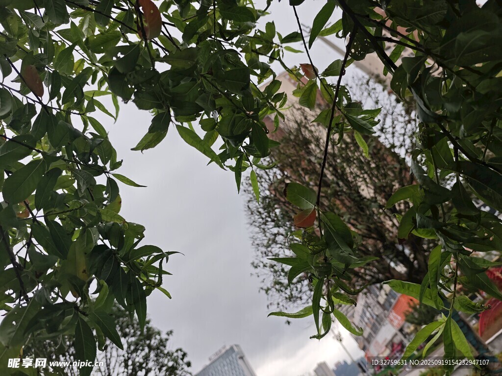 透过枝叶望天空