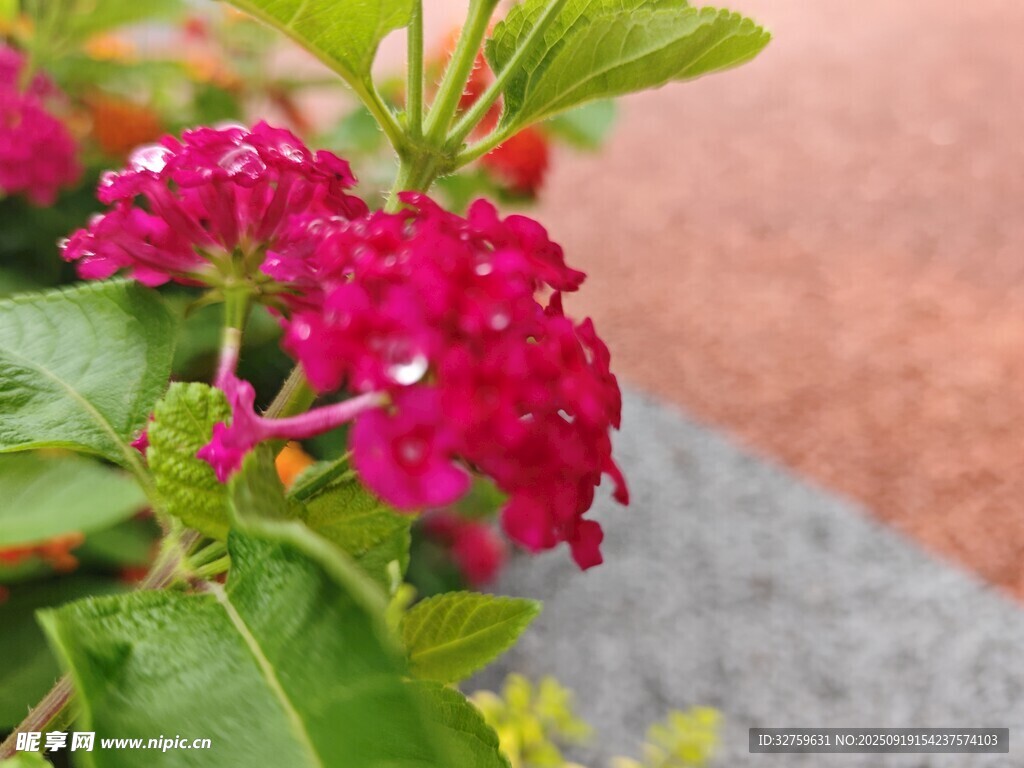 娇艳红花朵与翠绿叶片