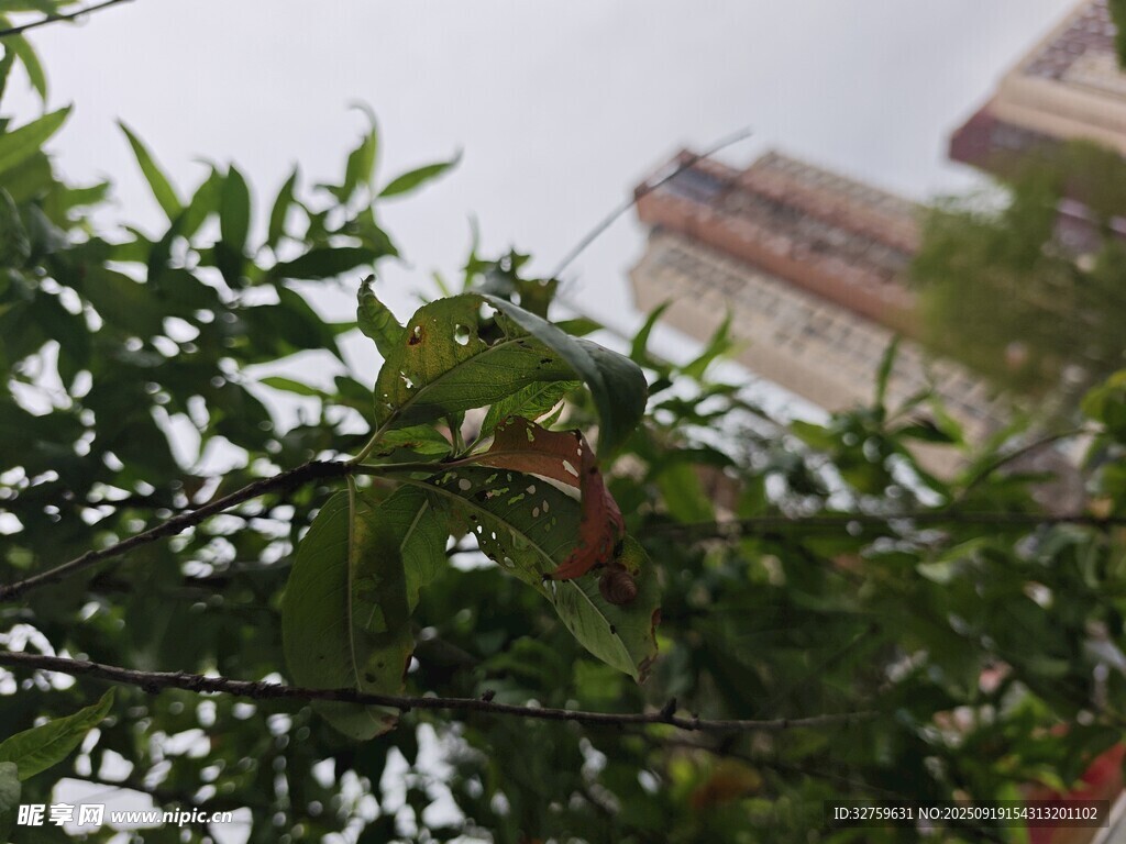 绿叶间的建筑一角