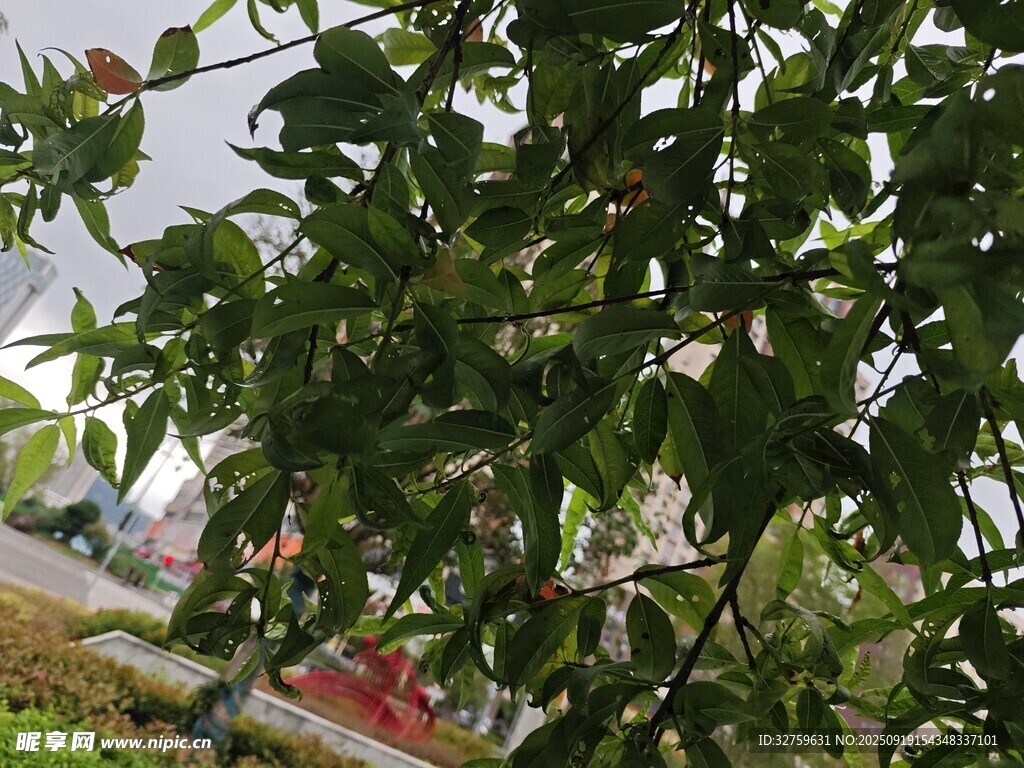 绿叶繁茂的树枝景象