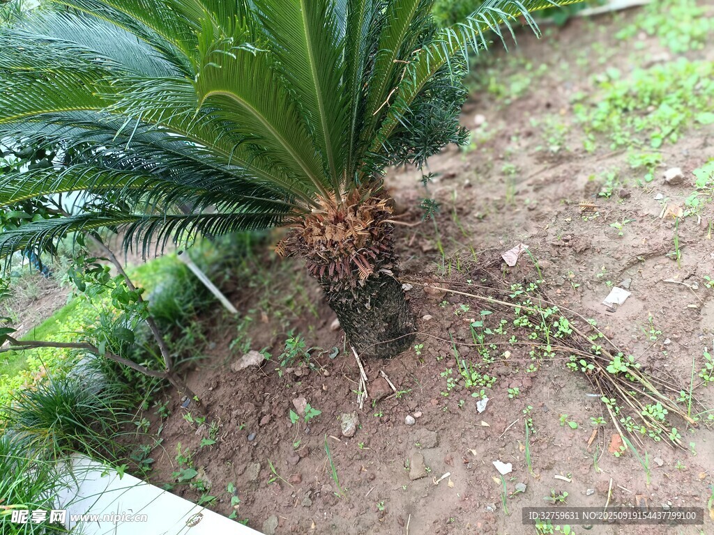 户外生长的铁树植株