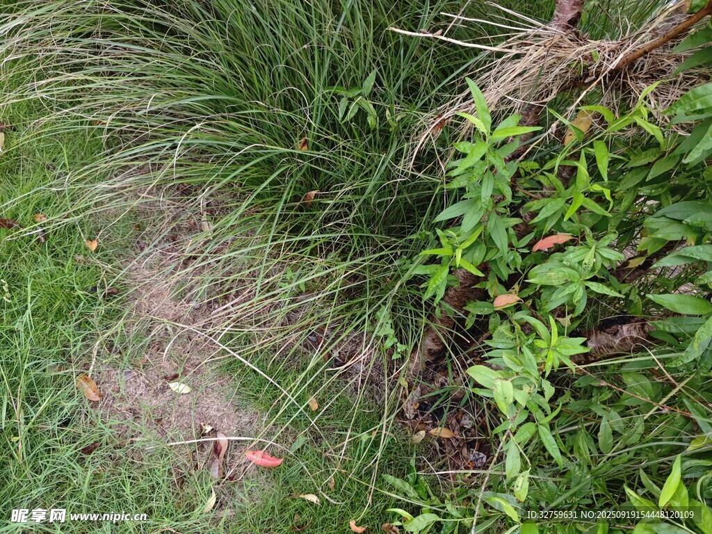 草丛中的绿色植物