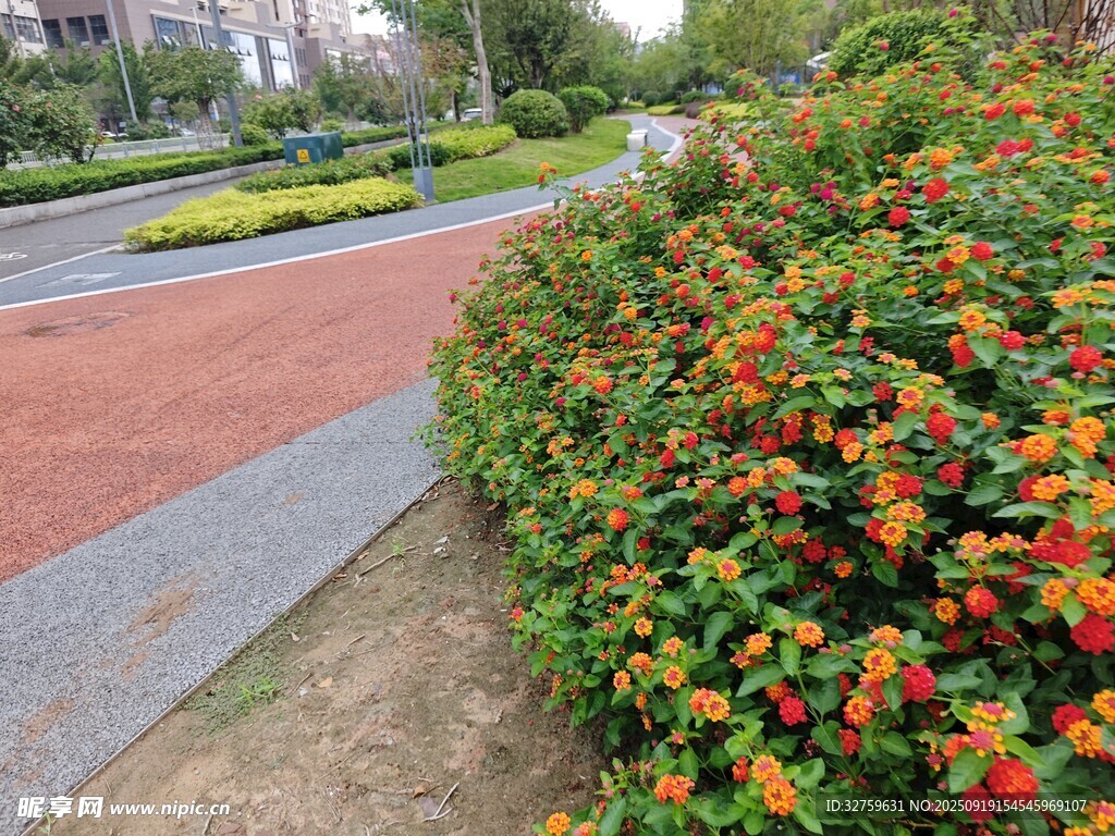 路边多彩花卉景观