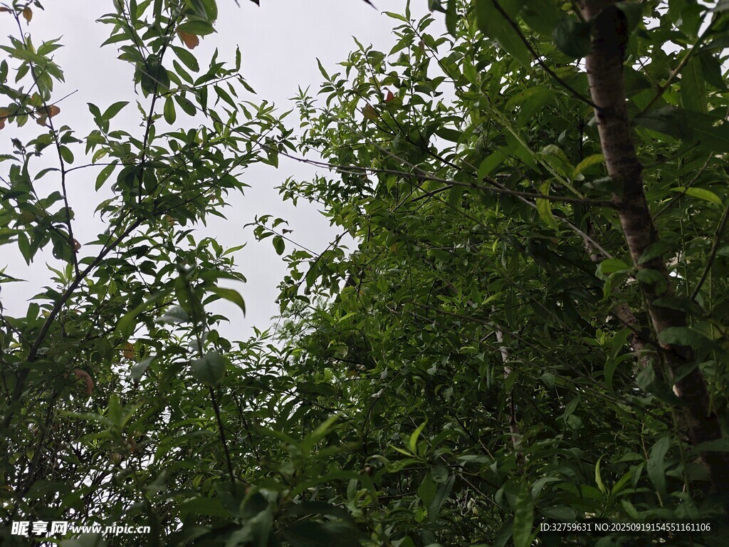 繁茂绿树间的天空一角