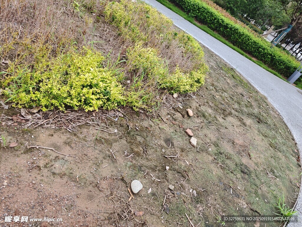 路边绿植与裸露土地
