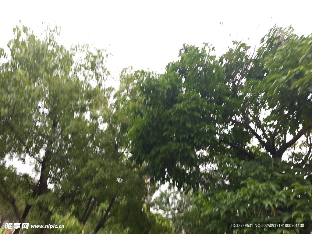 郁郁葱葱的繁茂树林
