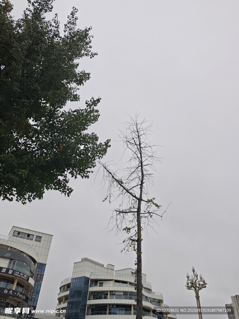光秃树木与城市建筑景观
