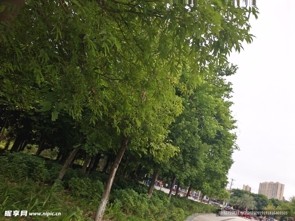 绿树成荫的路边景致