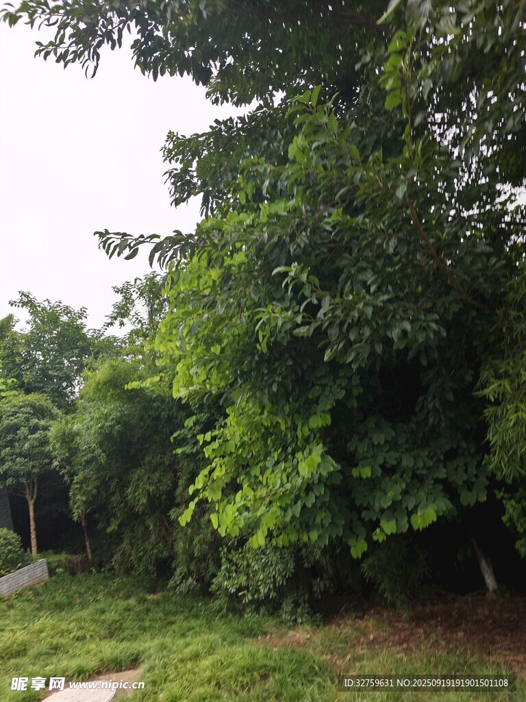 繁茂绿树 