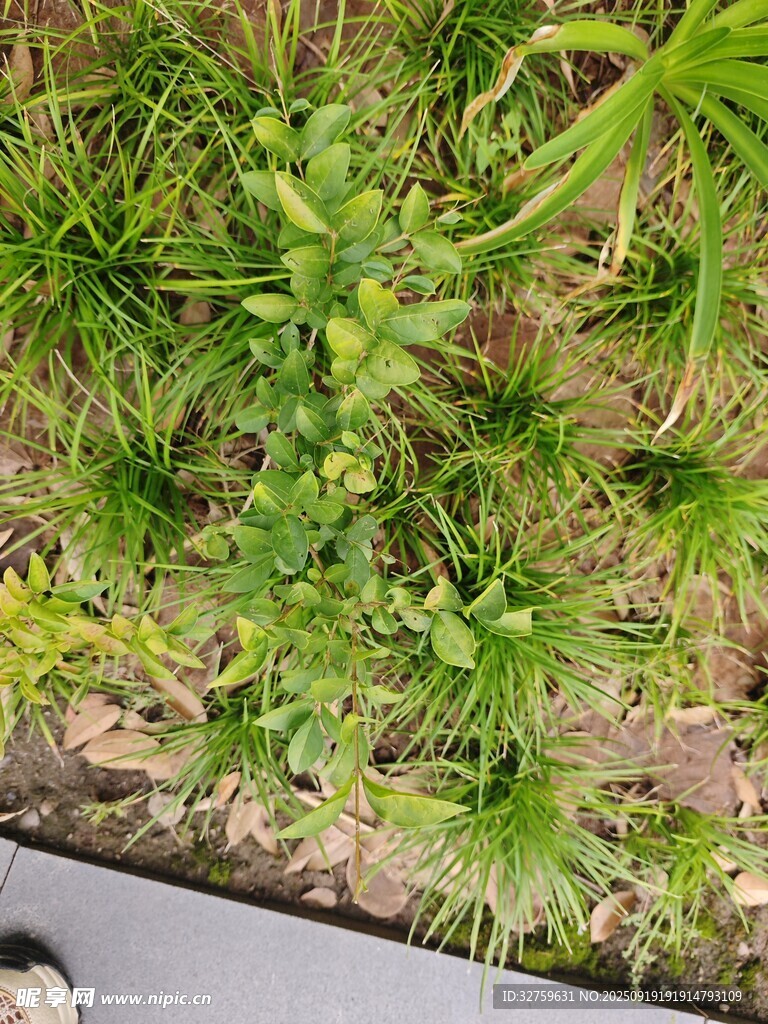 地面上的绿色植物