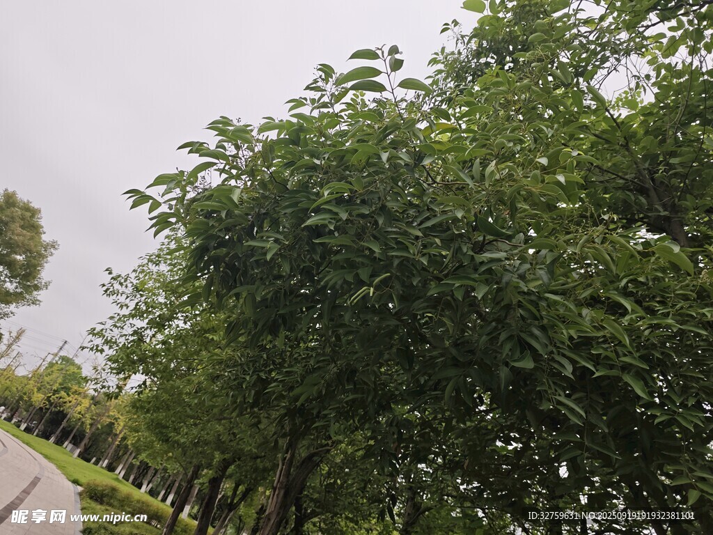 路边繁茂绿树景观