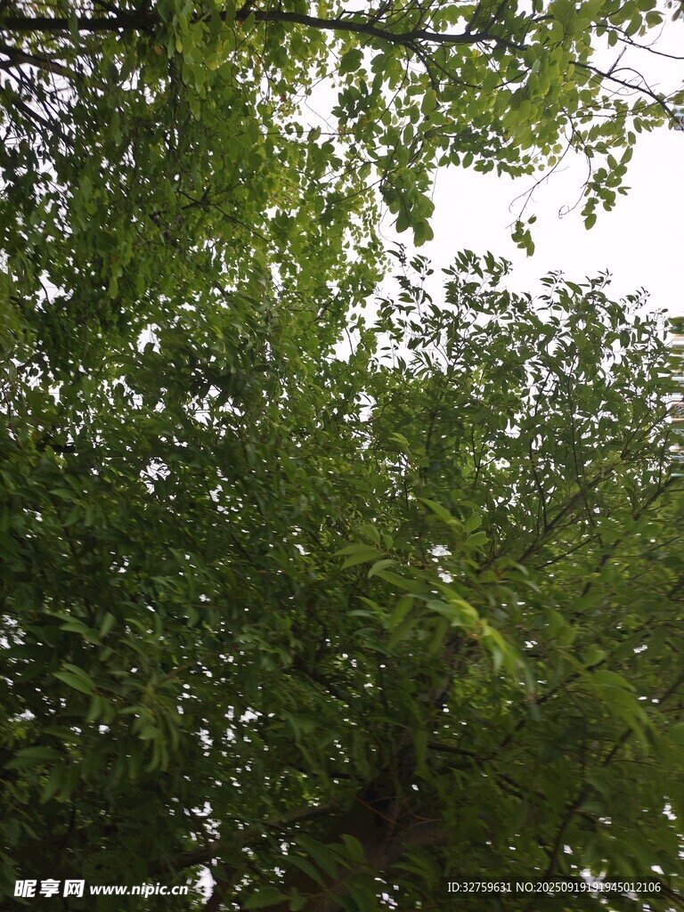 仰视繁茂绿树树冠