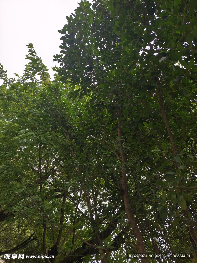 茂密绿树展现自然生机