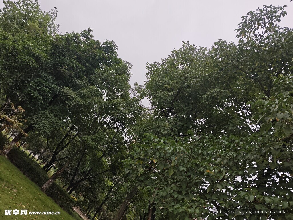 绿意盎然的树林景观