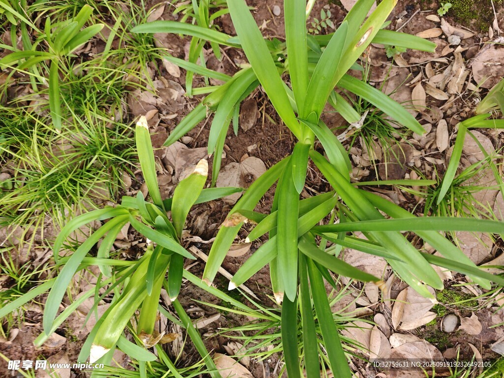 野外嫩绿植物特写