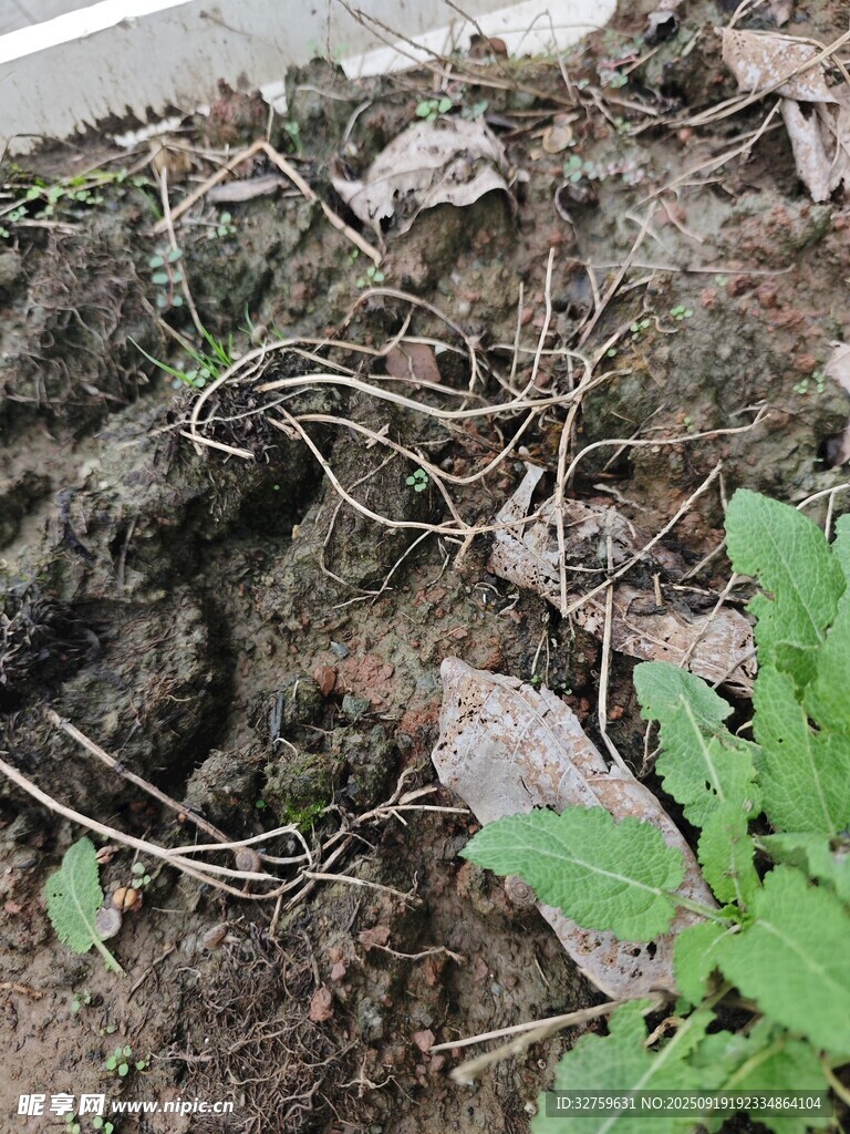 泥土中的绿植与枯枝