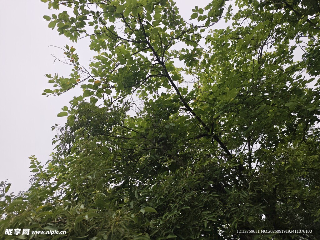 绿叶繁茂的树木景象