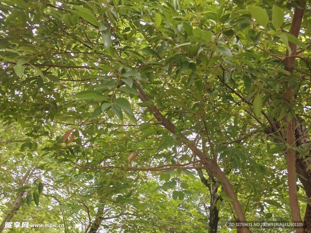 繁茂绿树