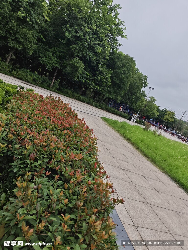 公园小径旁的绿植景观