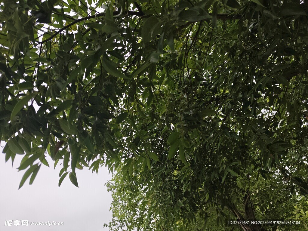 翠绿枝叶间的清新景致