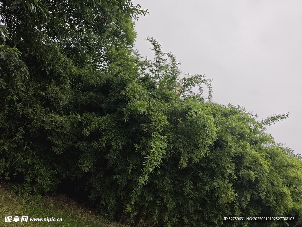 茂密绿植覆盖的繁茂景象