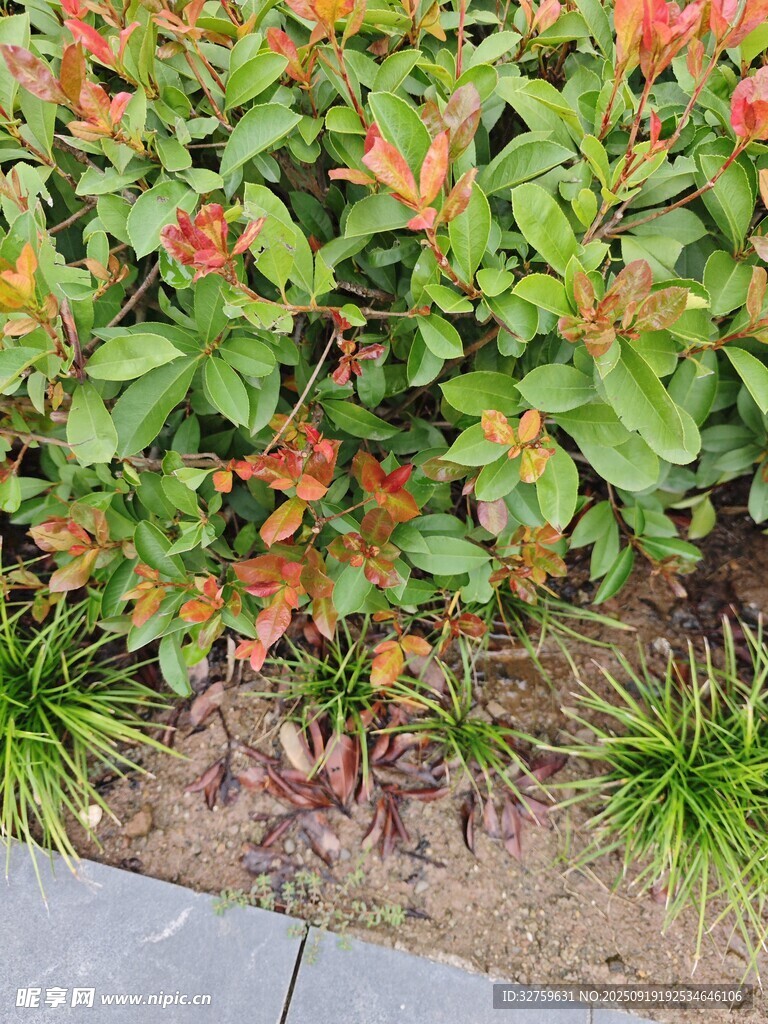 绿叶橙花植物景观