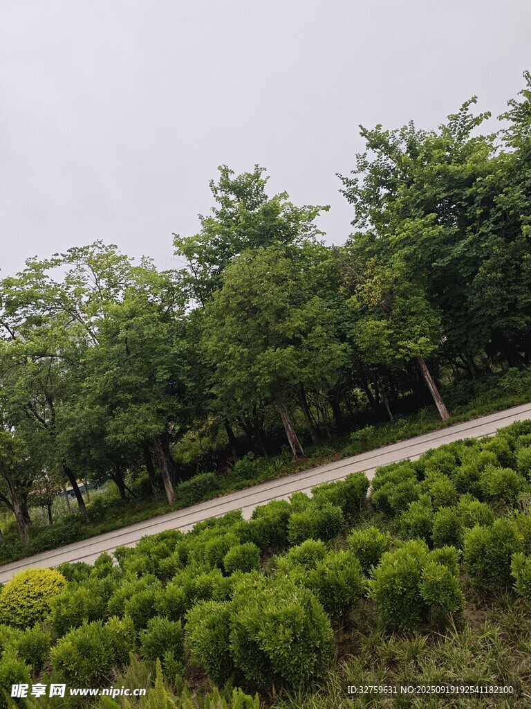 林间小道旁的葱郁绿植