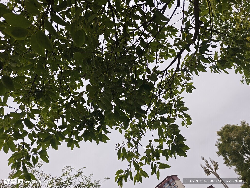 枝叶繁茂的树梢景象