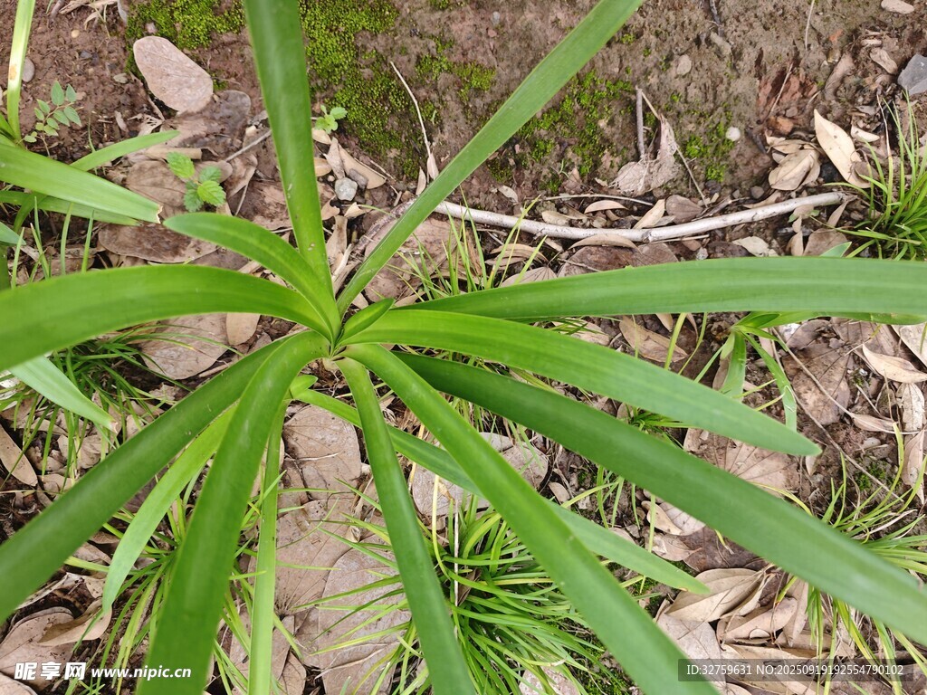 野外生长的带刺绿色植物