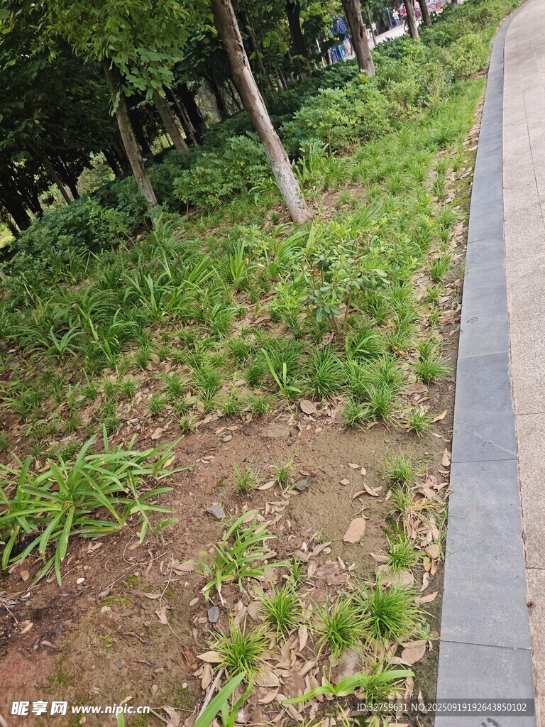 路边绿植景观