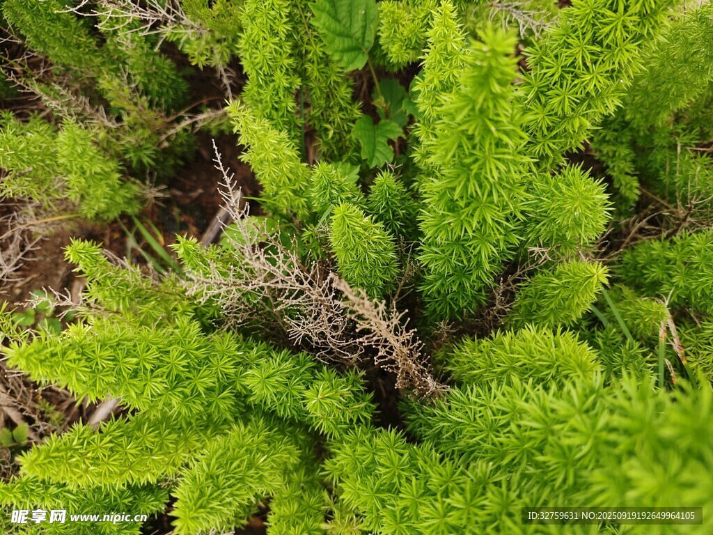 翠绿丛生蕨类植物特写