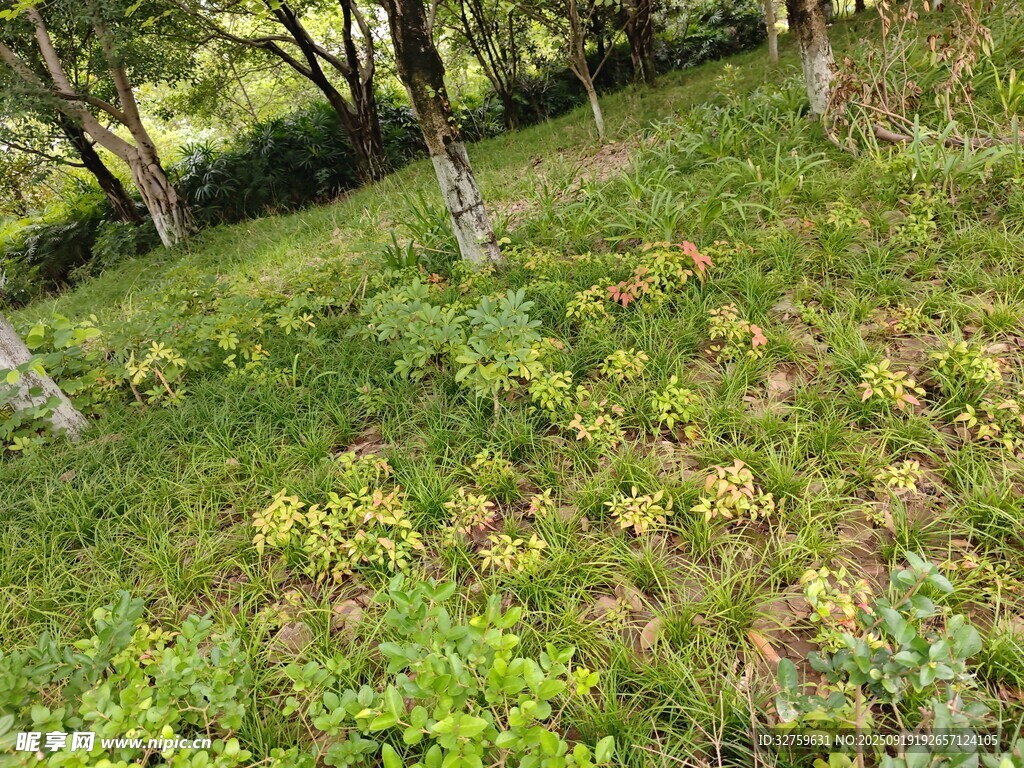 林间草地俯瞰景象