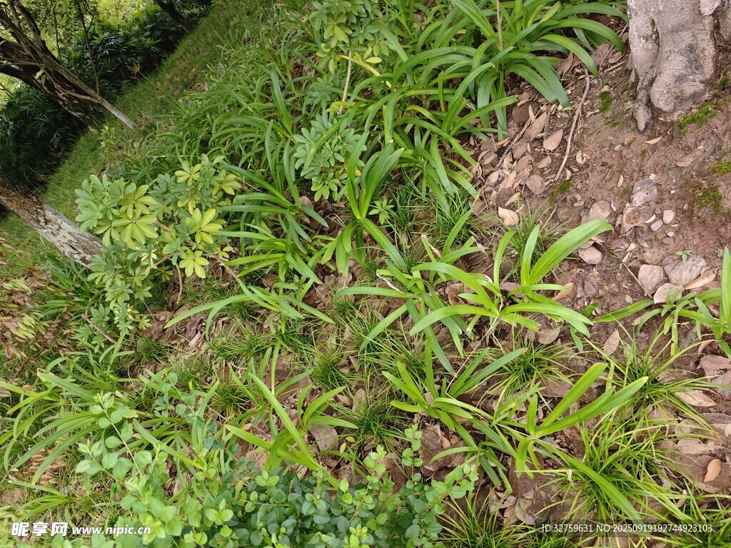 翠绿植物丛中的生机景象