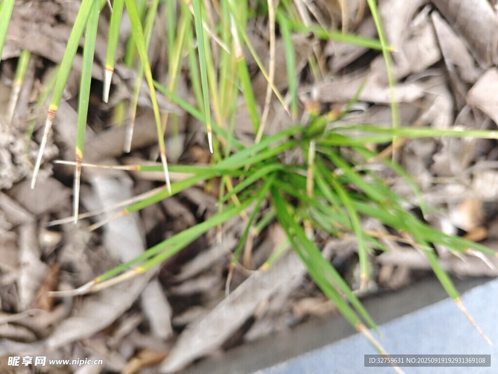 嫩绿小草生长于枯叶间