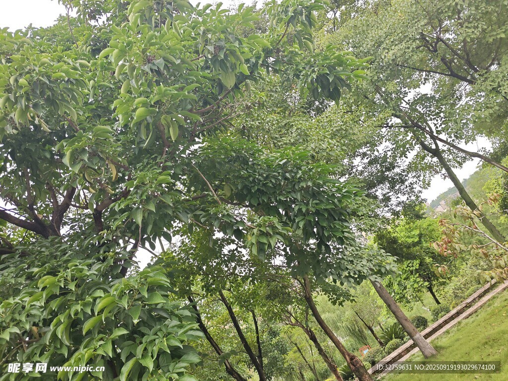 茂密树林绿意盎然