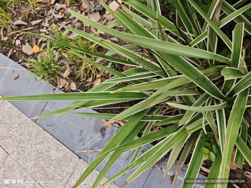 路边翠绿的细长叶片植物