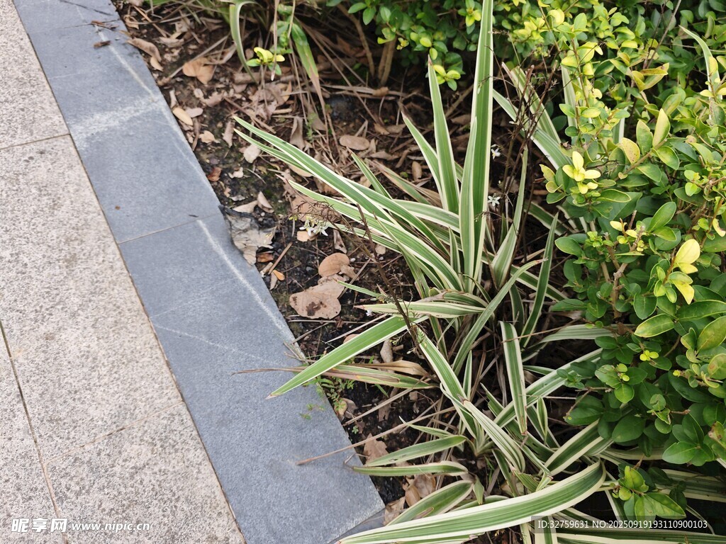 路边绿植景观