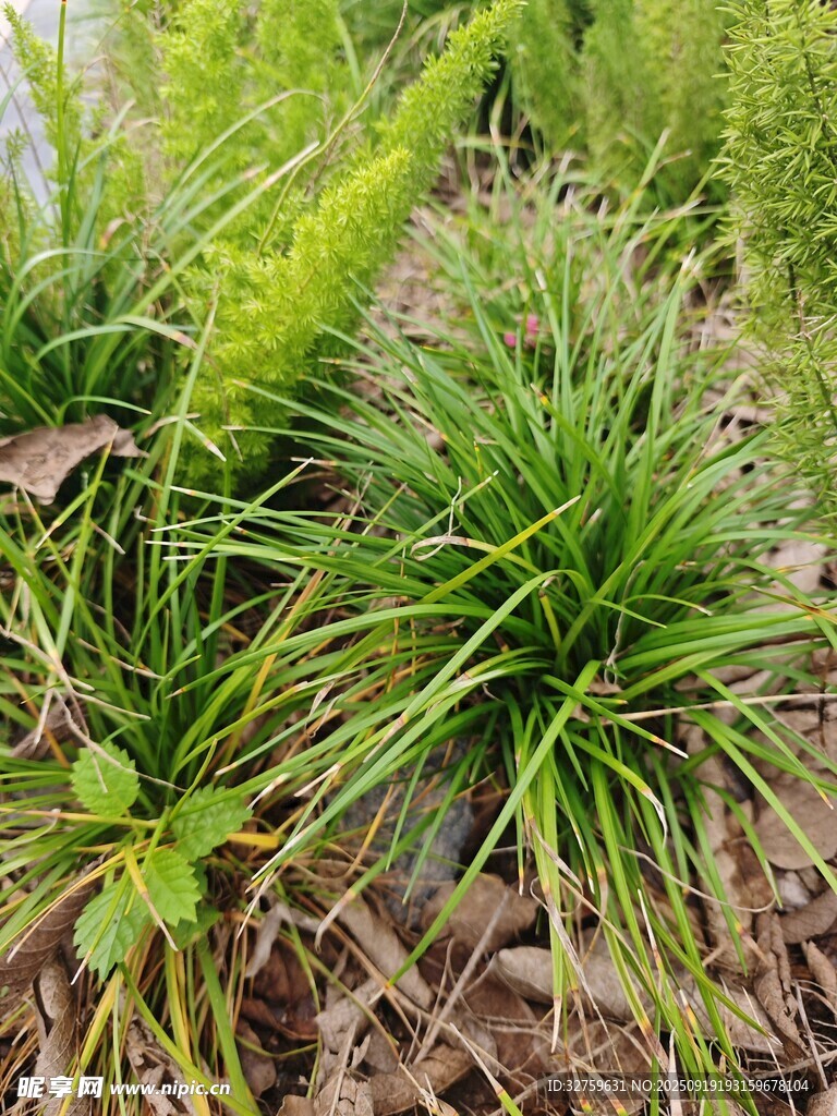 翠绿丛生草本植物景观