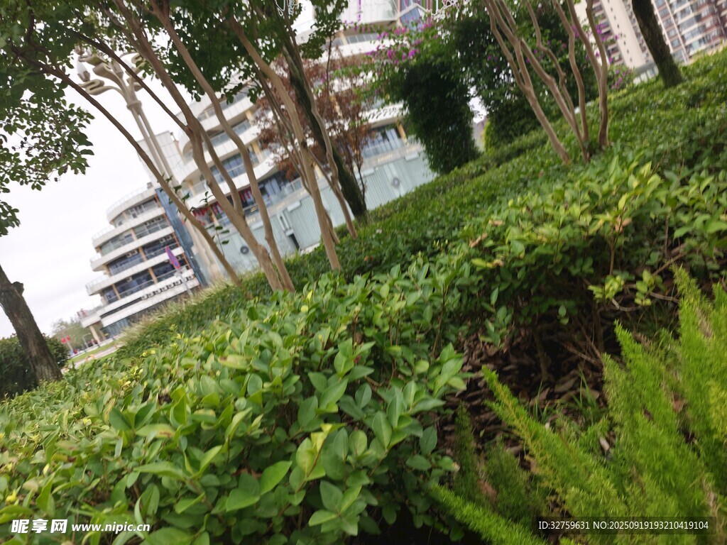 城市绿植景观