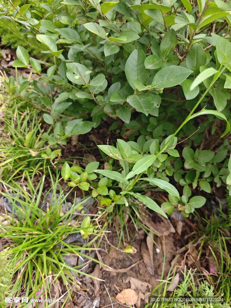 绿叶丛生的地面植物景观