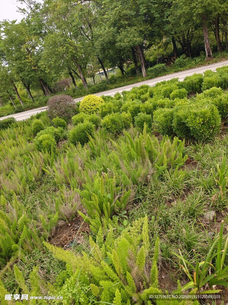 绿意盎然的野外植物景观