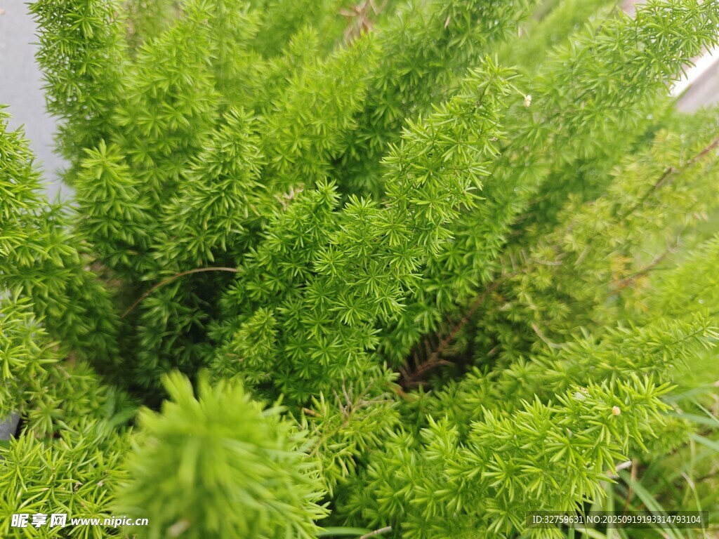 翠绿茂盛的丛生植物