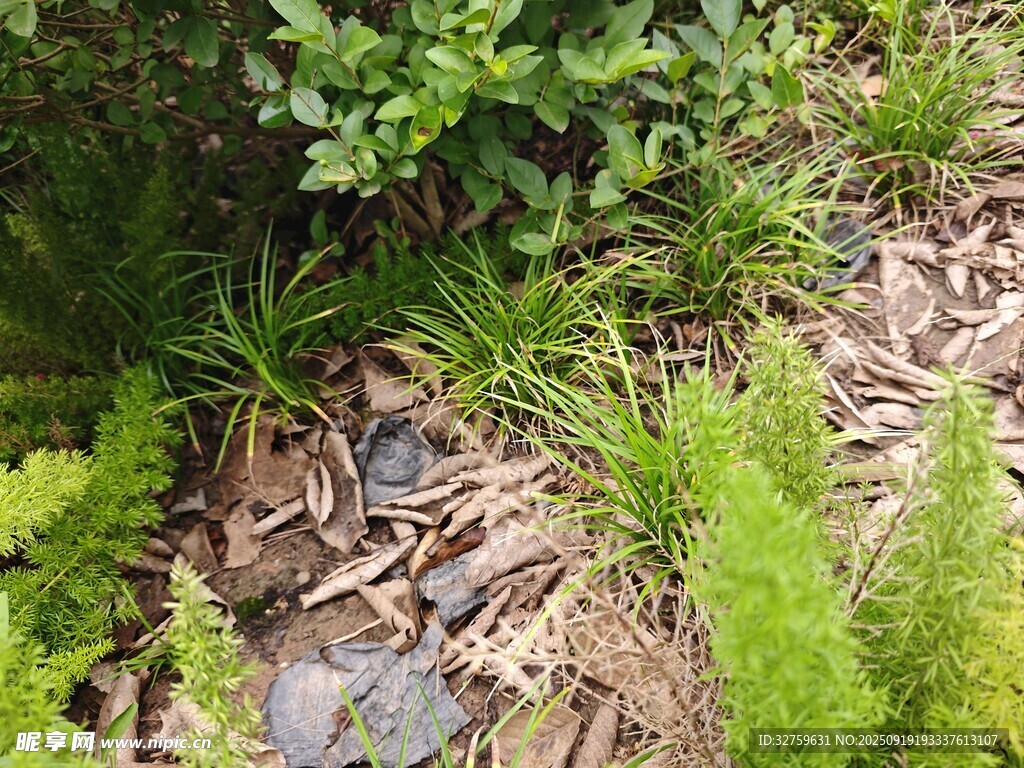 草丛中的蛇