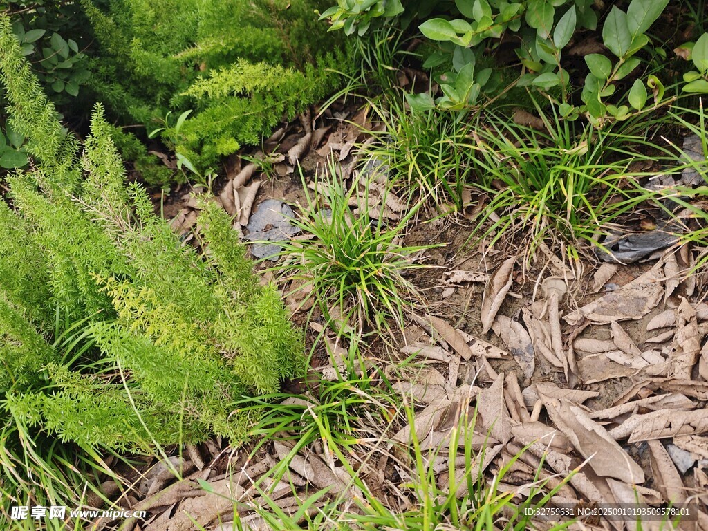 地面蕨类植物与枯叶景象
