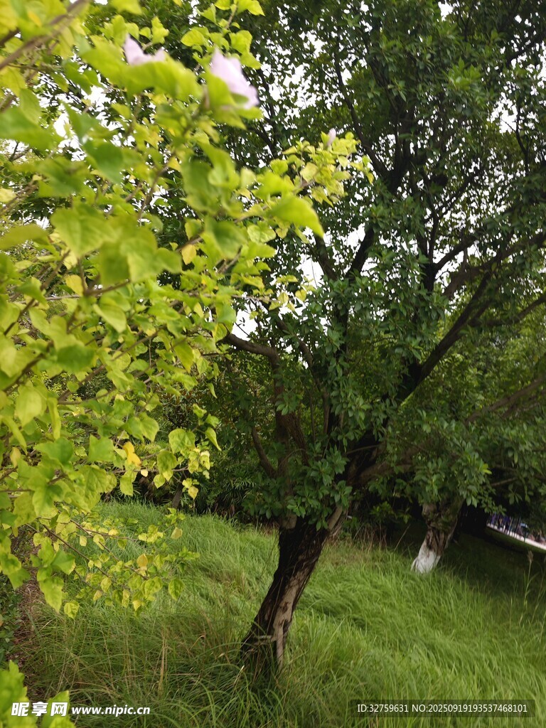 绿意盎然的树林景观