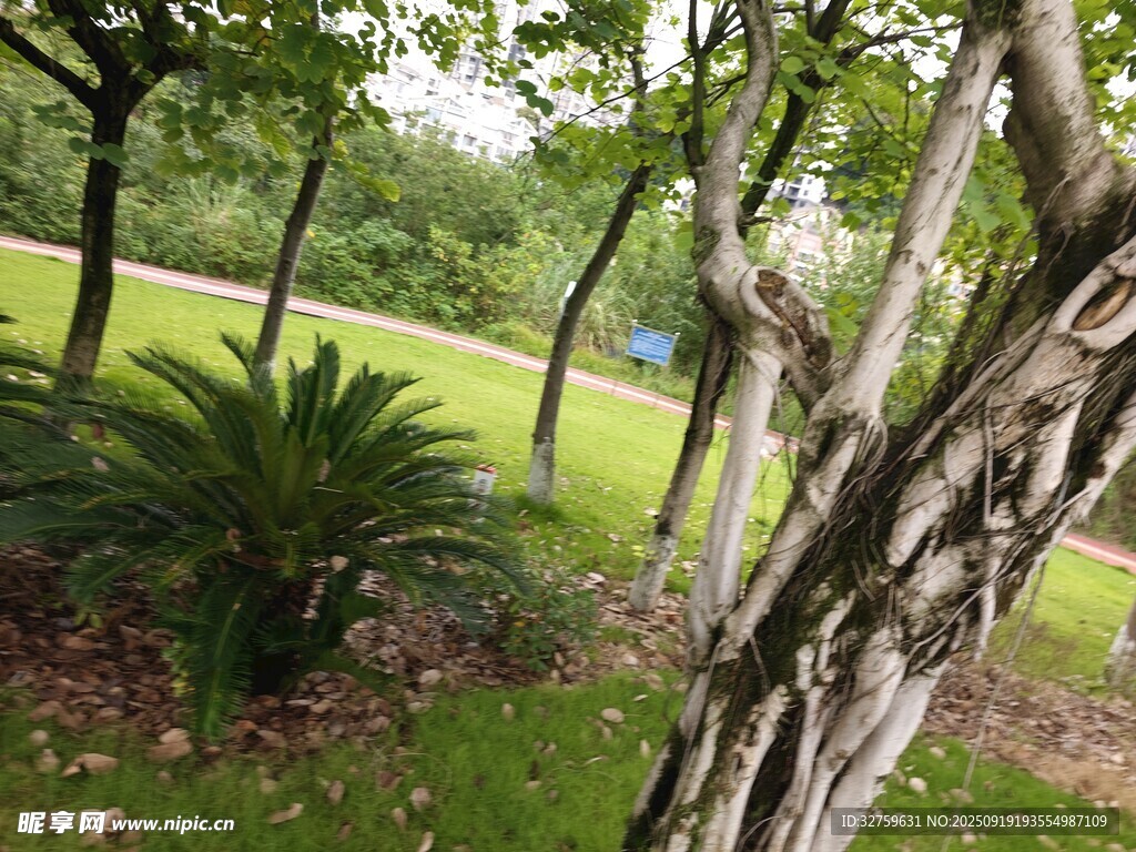 林间绿植景观