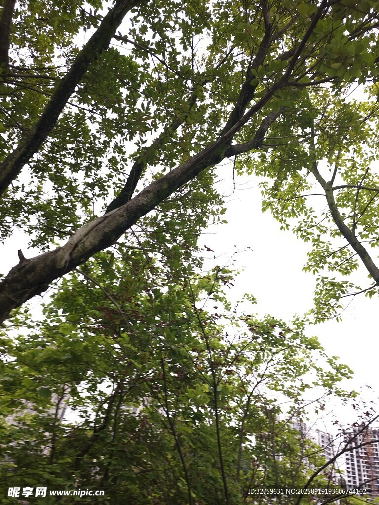 繁茂绿树间的天空一角