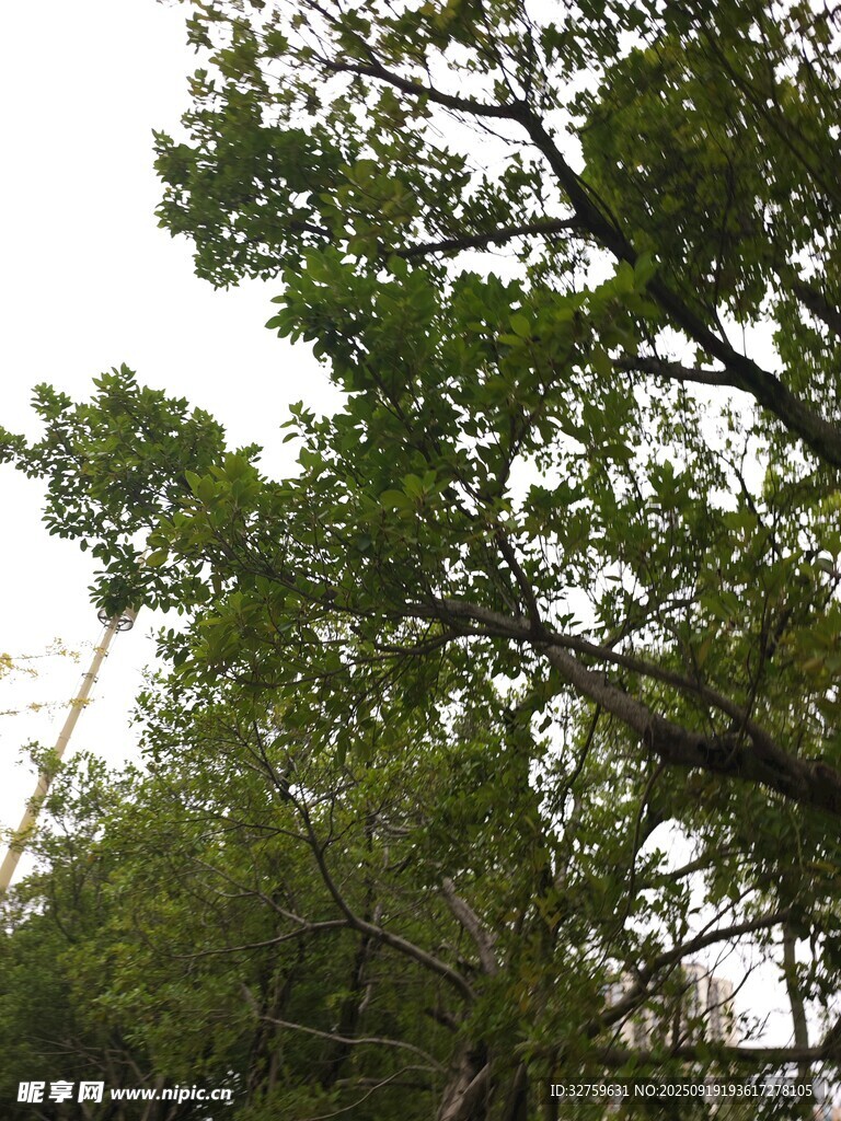 繁茂绿树