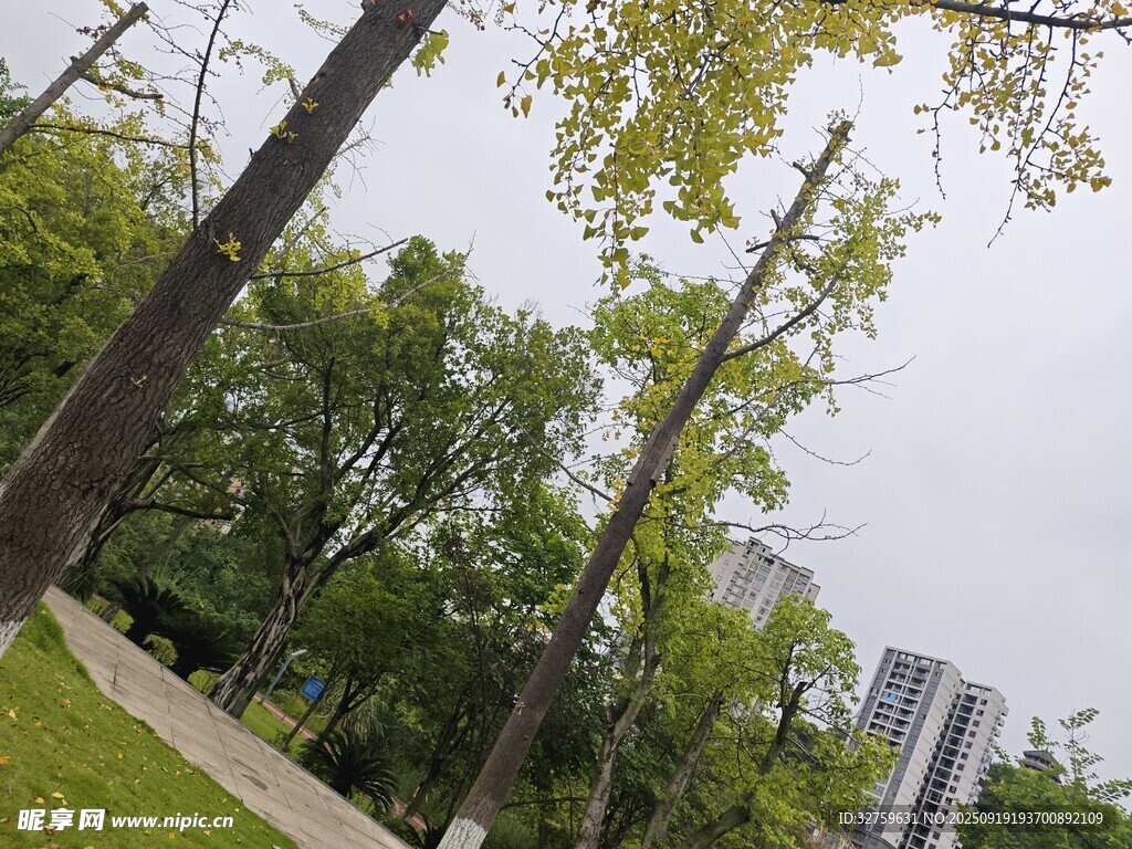城市公园绿树风景